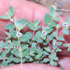Euphorbia melanadenia