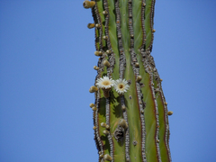 Pachycereus pringlei
