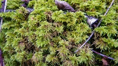 Hylocomium splendens