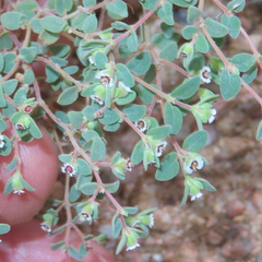 Euphorbia melanadenia