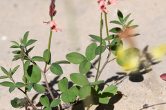 Indigofera sinusalgoae