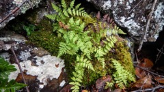 Cystopteris fragilis
