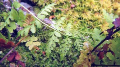 Cystopteris fragilis