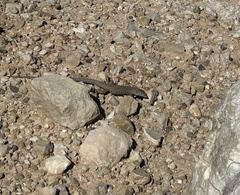 Aspidoscelis marmoratus