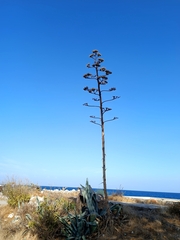 Agave americana