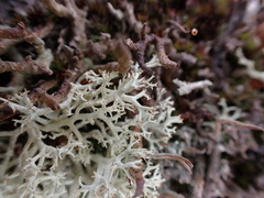 Cladonia uncialis