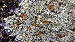 Xanthoparmelia cumberlandia