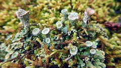 Cladonia chlorophaea