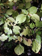Cornus alternifolia