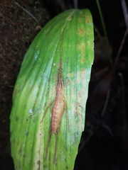 Pseudophyllinae
