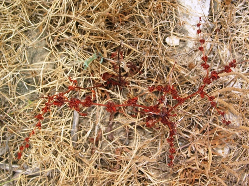 štiav klbkatý (Rumex conglomeratus)
