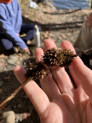 Sparganium americanum