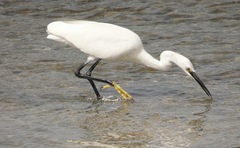 Egretta garzetta