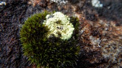 Arthrorhaphis alpina