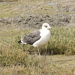 Larus fuscus
