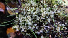 Rhizomnium punctatum