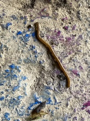 Bipalium adventitium