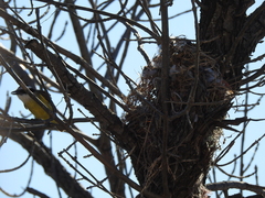 Pitangus sulphuratus