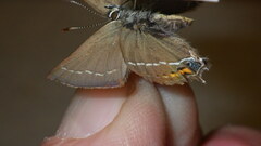 Satyrium spini