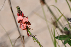 Indigofera sinusalgoae
