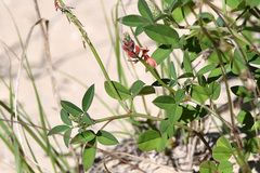 Indigofera sinusalgoae