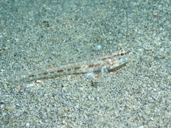 Gobius geniporus