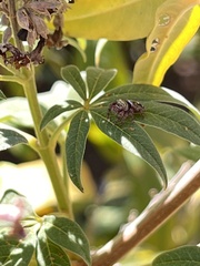 Phidippus