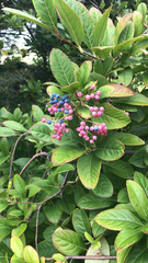 Viburnum nudum
