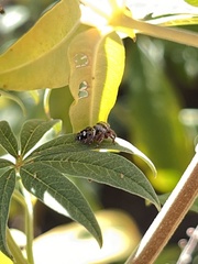 Phidippus