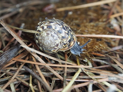 Marmorana serpentina