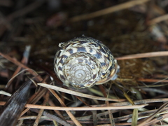 Marmorana serpentina
