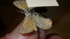Lycaena hippothoe