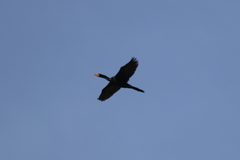 Microcarbo africanus