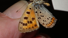 Lycaena alciphron