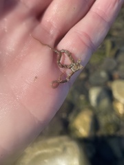 Ophiothrix spiculata