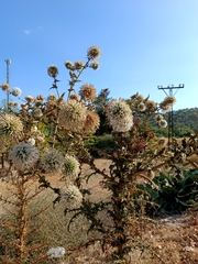 Echinops spinosissimus