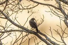 Circaetus cinerascens