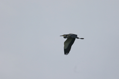 Ardea melanocephala