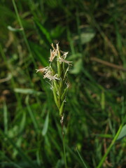 Anthoxanthum odoratum