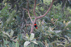 Euplectes franciscanus