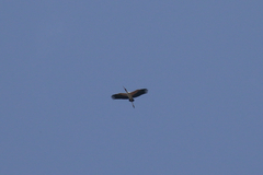 Mycteria ibis