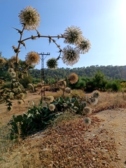 Echinops spinosissimus
