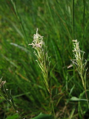 Anthoxanthum odoratum