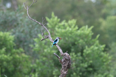 Halcyon senegalensis