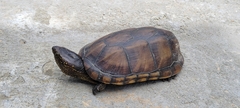 Kinosternon scorpioides scorpioides