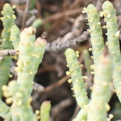 Salicornia perennis