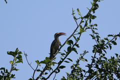 Tockus erythrorhynchus