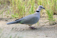 Streptopelia vinacea