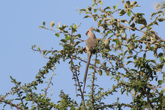 Urocolius macrourus