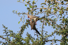 Urocolius macrourus